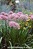 Allium tanguticum 'Summer Beauty' flowers