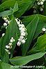 Convallaria majalis flowers