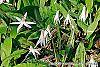 Erythronium albidum habit