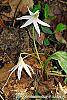 Erythronium albidum habit