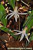 Erythronium albidum flowers