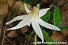 Erythronium albidum flowers