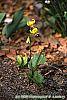 Erythronium 'Pagoda' habit
