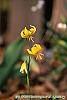 Erythronium 'Pagoda' flowers