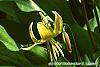 Erythronium 'Pagoda' flowers
