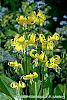 Erythronium 'Pagoda' flowers
