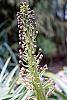 Eucomis comosa flowers