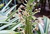 Eucomis comosa flowers