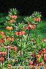 Fritillaria imperialis habit