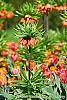 Fritillaria imperialis habit
