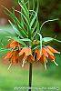 Fritillaria imperialis flowers