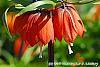 Fritillaria imperialis flowers