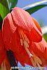 Fritillaria imperialis flowers
