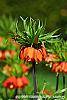 Fritillaria imperialis flowers