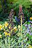 Fritillaria persica habit