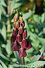 Fritillaria persica flowers