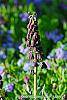 Fritillaria persica flowers