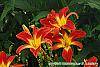Hemerocallis 'Christmas Ribbon' flowers