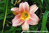 Hemerocallis 'Cedar Wax Wing' flowers