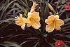 Hemerocallis 'Happy Returns'