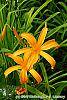 Hemerocallis 'Jersey Spider' flowers