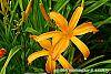 Hemerocallis 'Jersey Spider' flowers