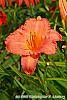 Hemerocallis 'Lori Ann Cook' flowers