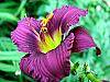 Hemerocallis 'Little Grapette' flowers