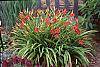 Hemerocallis 'Little Wine Cup'
