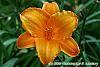 Hemerocallis 'Mauna Loa' flowers