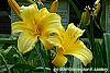 Hemerocallis 'Mary Todd' flowers