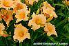 Hemerocallis 'Mini Pearl'