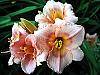 Hemerocallis 'Miss Tinkerbell' flowers