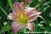 Hemerocallis 'Pink Flirt' flowers