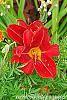Hemerocallis 'Scarlet Tanager' flowers