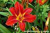 Hemerocallis 'Scarlet Tanager' flowers