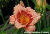 Hemerocallis 'Strawberry Candy' flowers