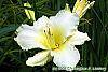 Hemerocallis 'Sunday Gloves' flowers