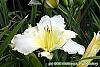 Hemerocallis 'Sunday Gloves' flowers