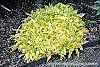 Hosta 'Anne Arett' habit