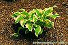 Hosta 'Atlantis' habit