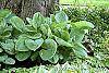 Hosta 'Blue Umbrella' habit