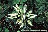 Hosta 'Cherry Berry' habit