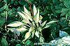 Hosta 'Cherry Berry' habit