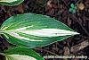 Hosta 'Cherry Berry' leaves