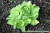 Hosta 'Crystal Tiara' habit