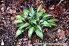 Hosta 'Chinese Sunrise' habit