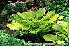 Hosta 'Daybreak' habit
