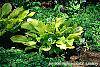 Hosta 'Daybreak' habit