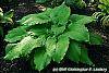 Hosta 'Dancing Queen' habit